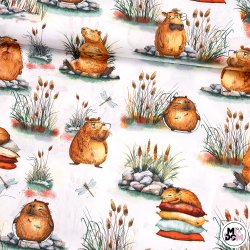 Kapibary białe tło wz1776