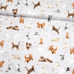 Kocia rodzina koty kotki...